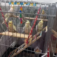 فروش تعدادی عروس هلندی نر و ماده