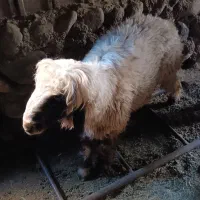 کوه