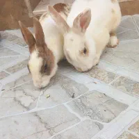 دوعدد خرگوش