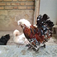 ۴مرغ و ۱ خروس سلطان همراه جوجه