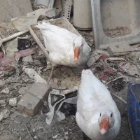 یک جفت غاز جوانه