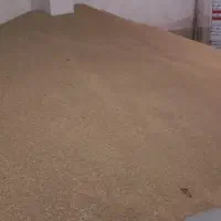 گندم بذری  برای کاشت دیم بهترین رقم ها|خدمات باغبانی و درختکاری|سراجو, |دیوار