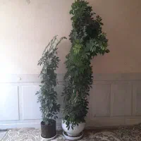 فروش دو عدد گلدان شفلاریا
