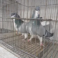 جفت شهری سبز|پرنده|شیراز, گویم|دیوار