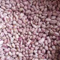 فروش لوبیا قرمز و چیتی.درجه یک|خوردنی و آشامیدنی|بزینه رود, |دیوار