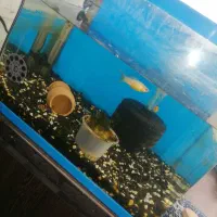 اکواریوم و ماهی