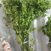 گل آپارتمانی|گل و گیاه طبیعی|فلاورجان, |دیوار