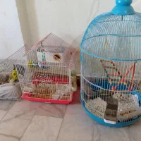 عروس هلندی|پرنده|خدا آفرین, |دیوار