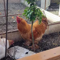 خروس برهما اصل