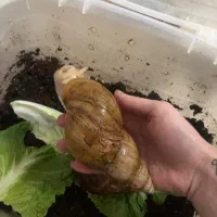 حلزون البینو افریقایی