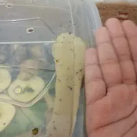 حلزون مولد|خزنده|قم, نیروگاه|دیوار