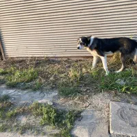 سگ هاسکی نر|سگ|رشت, فخب|دیوار