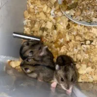 همستر سنجابی|موش و خرگوش|مسجد سلیمان, |دیوار