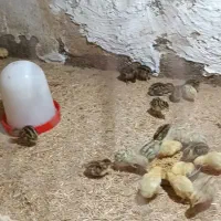 جوجه بلدرچین