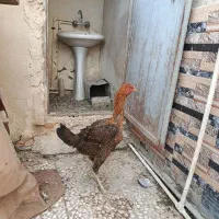 مرغ لاری|حیوانات مزرعه|نیمروز, |دیوار