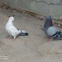 کبوتر پر شهرکردی