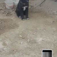 سگ قدرجونی|سگ|ری, صالح‌آباد شرقی|دیوار