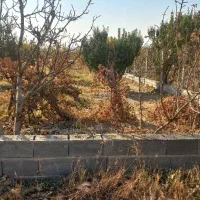 پیشک یک خیابان خیری