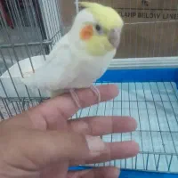 عروس هلندی لوتینو دون خور شده