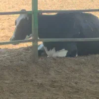 کارگر گاوداری|استخدام صنعتی، فنی، مهندسی|فسا, |دیوار