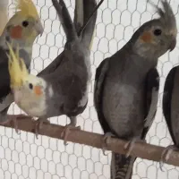 جوجه عروس  و کوتوله سرلاکی|پرنده|کاشان, باغ ماجد|دیوار