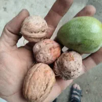 گردوی سفید تازه سهرورد