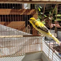 قناری‌سوپر(نر سوپر ابلغ/ماده سفید گردن‌کلفت درشت)