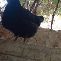 مرغ جوان تخم گذار|حیوانات مزرعه|قم, قلعه کامکار|دیوار