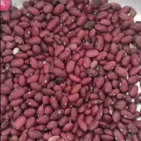 لوبیا قرمز