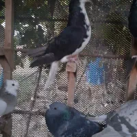 .شهری.سوسنی.سینه‌.ماده|پرنده|مرودشت, ثبت احوال|دیوار