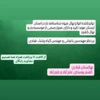 فروش انواع نهال میوه در نهالستان قبادی