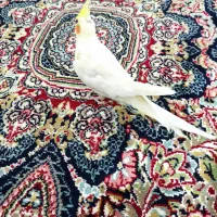 عروس هلندی دستی|پرنده|سیرجان, |دیوار