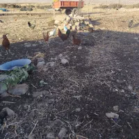 خروس  یک سال|حیوانات مزرعه|گوآور, |دیوار