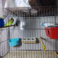 مرغ عشق|پرنده|نسیم‌شهر, |دیوار