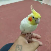 گل مصنوعی پرنده|گل مصنوعی|چهارباغ, |دیوار