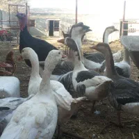 غاز و قوغاز|حیوانات مزرعه|درگز, |دیوار