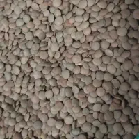 حبوبات اقتصادی ۲۲۰