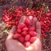 ایت‌ بورنی‌ و یمیشان