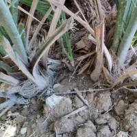 پاچول نخل گنتار|گل و گیاه طبیعی|خورموج, |دیوار