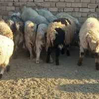 کهره بره میش بز