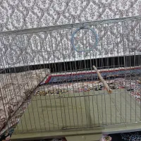 قفس پرنده
