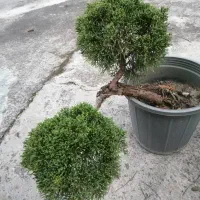 فروش گل پیوند|گل و گیاه طبیعی|کتالم و سادات شهر, |دیوار