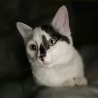 پانسیون خانگی گربه