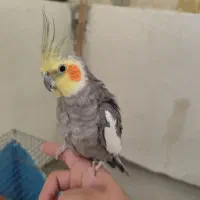 عروس هلندی سالم و خونگی