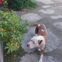 پیتبول اصیل