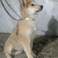 سگ نژاد ژرمن اصیل توله ۴ ماهه|سگ|شهریار, کهنز|دیوار