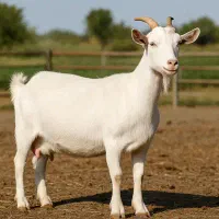 فروش ویژه اقساطی بزغاله سانن اصیل فرانسوی