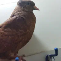 کبوتر زرد دم سفید