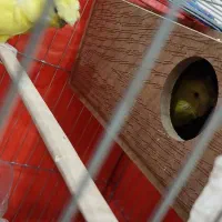 مرغ عشق پروانه ایی|پرنده|شوش, |دیوار