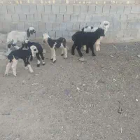 بره شیری|حیوانات مزرعه|شیراز, بید زرد|دیوار